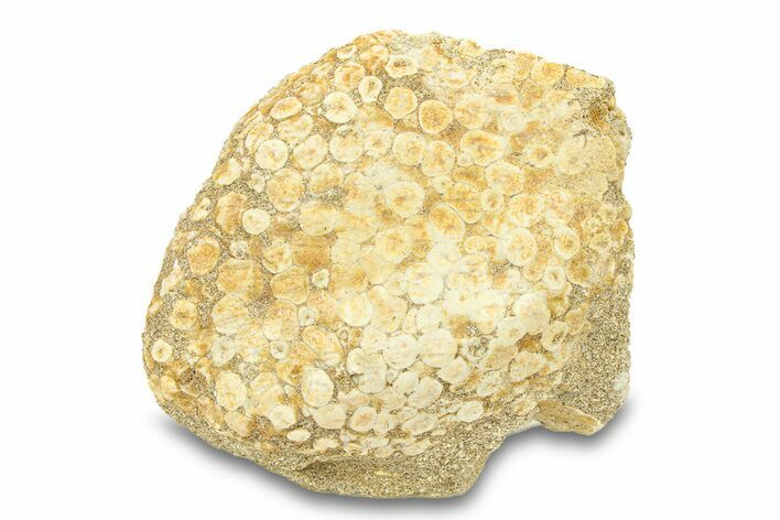 Fossil Crusher Fish (Eodiaphyodus) Mouth Plate -Morocco #294187